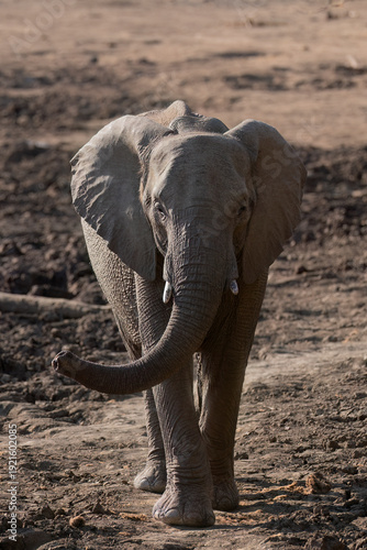 African Elephant ( Loxodonta Africana ) Pilanesberg Nature Reserve, South Africa