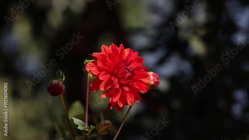 close up of vibrant red dahlia flower in 4k.