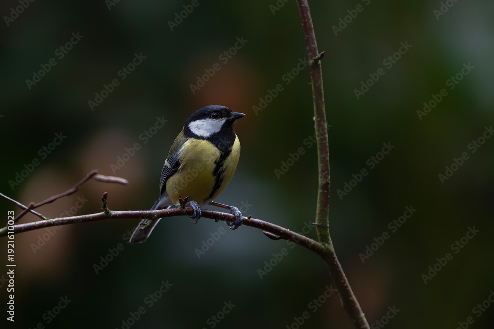 Obraz premium Great Tit (Parus major) Perched on Bare Branch with Soft Natural Background. Noord Brabant in the Netherlands.