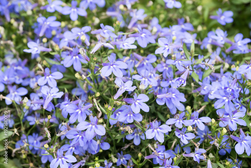 Beautiful garden lobelia (Lobelia erinus) flowers.