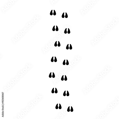 Animals foot print path tracks