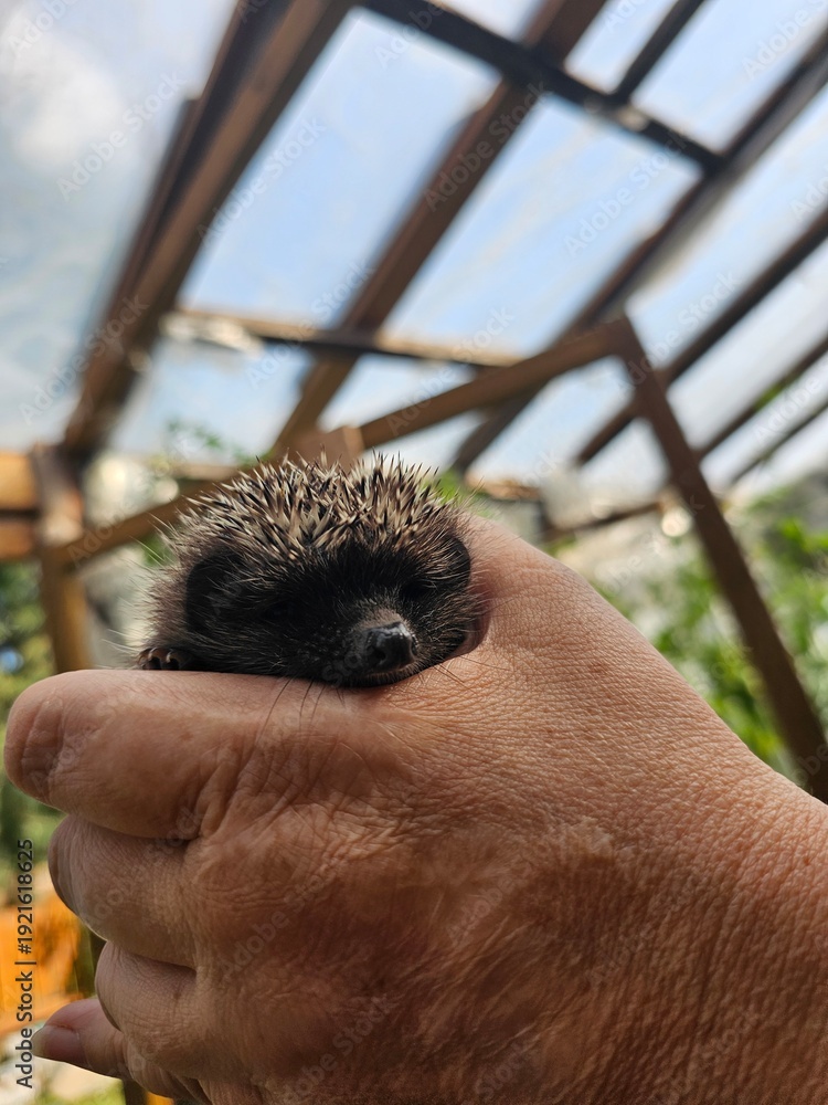 Naklejka premium Baby hedgehog in an elderly hand. Cute little wild animal. 