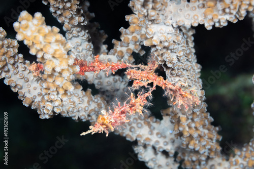 Neck Crab (Podochela) on Gorgonian Coral in Roatan, Honduras
