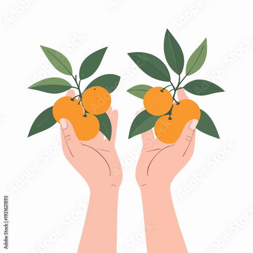 Hands holding oranges with leaves from a tree branch, a serene scene of fruit harvest and nature's abundance