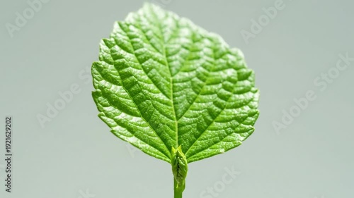 Subtle Botanical Unfurl An ultra-slow, almost imperceptible unfurling of a new plant shoot, a budding flower, or a fresh leaf, meticulously filmed with a locked camera to create an elegant, crisp,