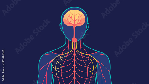 Human nervous system anatomy with highlighted brain and neural network pathways in medical flat vector illustration
