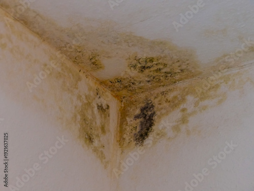 Wallpaper Mural Schimmel Wandecke Wand Ecke Torontodigital.ca