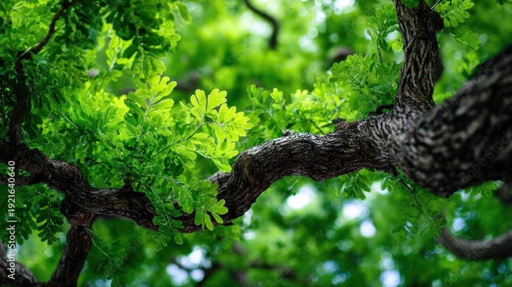 Fototapeta premium Close up of tree branches with lush green foliage sunlight nature background