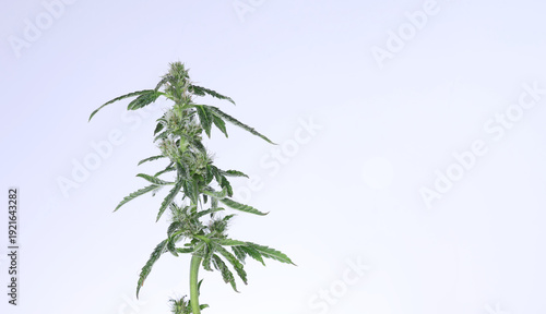 Bilde på lerret Makro-Nahaufnahme einer medizinischen Cannabisblüte mit Trichomen auf weißem Hintergrund