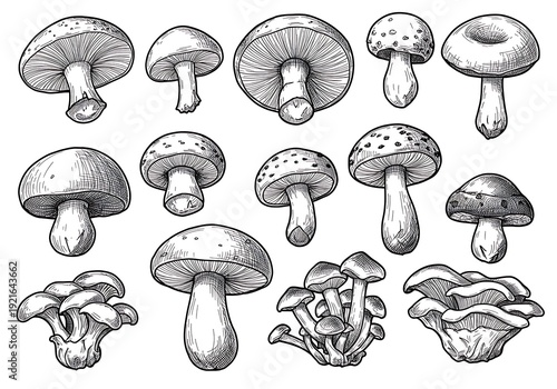 Etched Fungi: A Mycological Sketchbook
