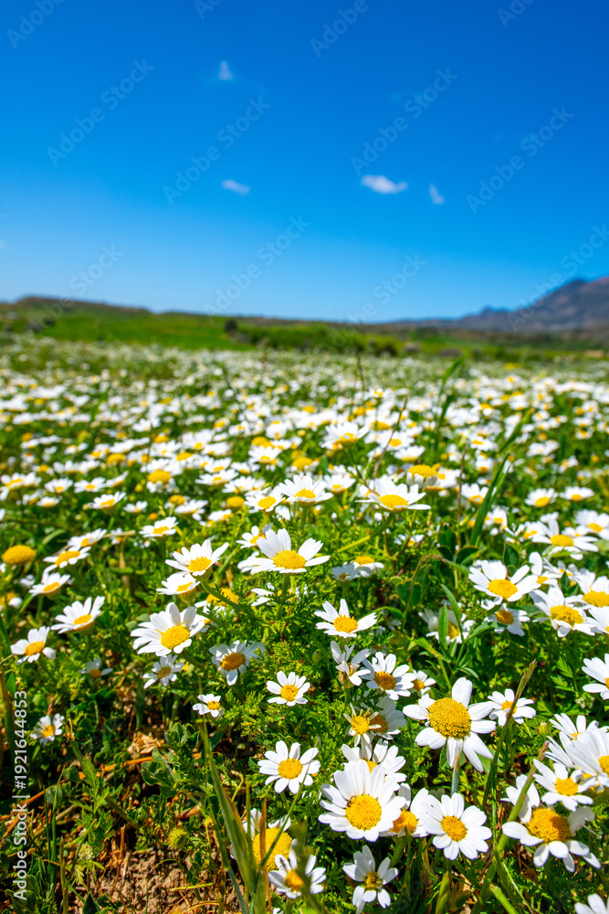 Fototapeta premium Beautiful field of daisy flowers over blue sky background.