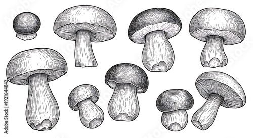 Ink & Stems: A Fungal Study