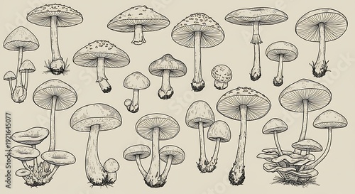 Fungal Forms: A Botanical Sketchbook