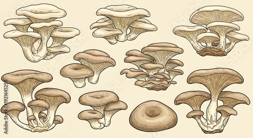 Oyster Mushroom Studies in Beige