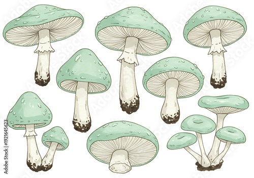 Seafoam Fungi: A Botanical Sketchbook