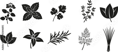 Collection of various leaf and plant illustrations
