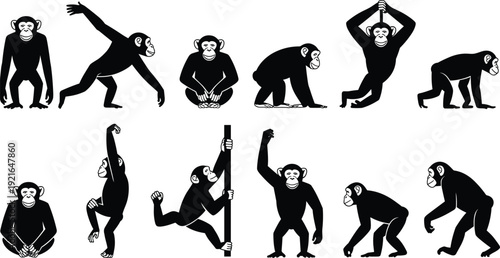 Chimpanzee silhouette pose collection, monkey movement actions set, primate wildlife illustration, black animal vector icons, isolated minimalist design flat graphic