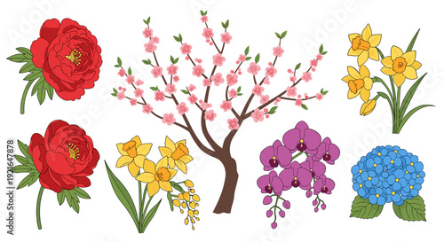 Peonies, daffodils, orchids, hydrangea, and cherry blossom illustrations