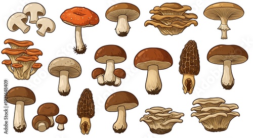 Earthen Hues: A Fungi Collection