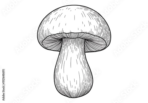 Ink & Stem: A Fungal Portrait