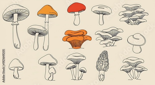 Mushroom Sketches: A Gentle Harvest