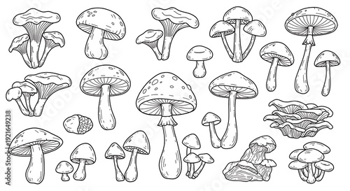Fungal Flora: A Line-Drawn Collection