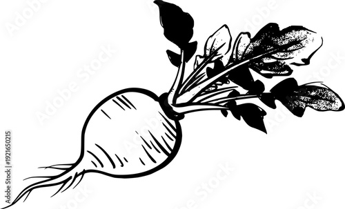 Sumi-e Style Radish Depiction: Minimalist Black and White Brushw
