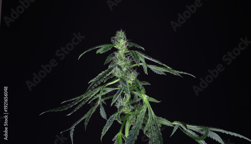 Foto Makro-Nahaufnahme einer medizinischen Cannabispflanze mit Trichomen, isoliert auf schwarzem Hintergrund