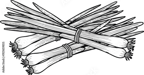 Engraved Scallion Bunches - Hand Drawn Green Onion Vector Art