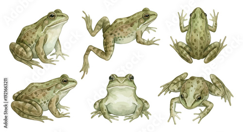 Realistic frogs in various poses for nature designs