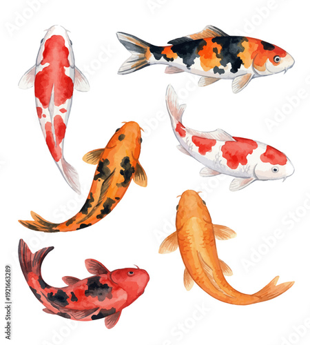 Various colorful koi fish swimming in different poses