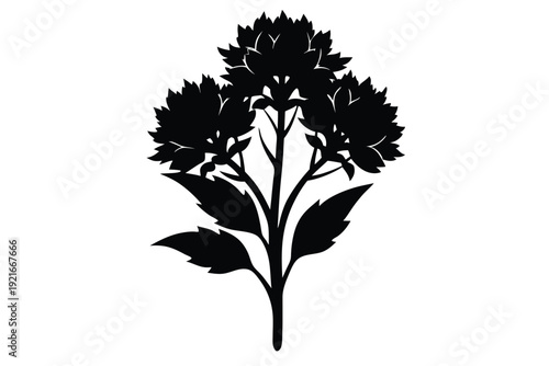 statice silhouette line art vector illustration