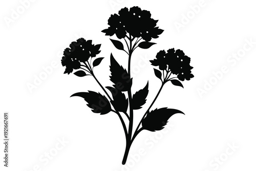 statice silhouette line art vector illustration