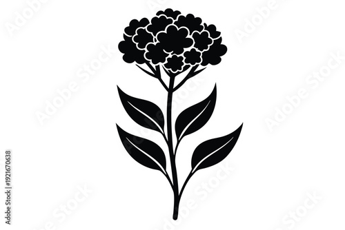 statice silhouette line art vector illustration