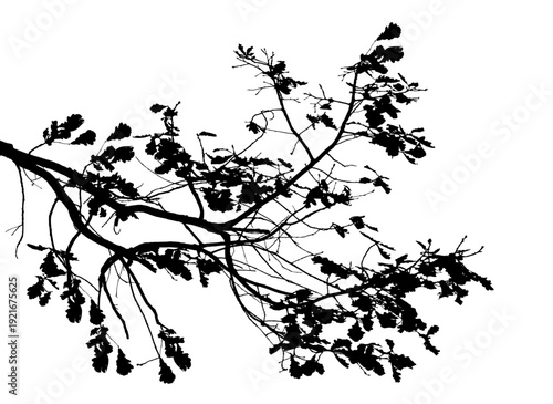 Vector illustration of natural oak tree branch with leaves	
