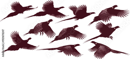Collection of pheasant bird silhouettes in dynamic flight stages showing detailed wing positions and body orientations perfect for wildlife design artwork