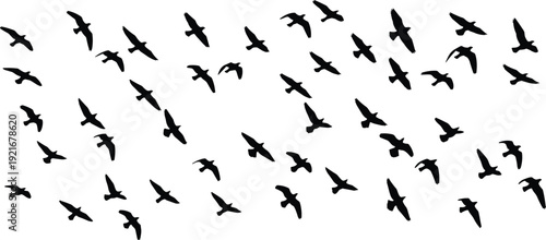 Silhouette flock of birds flying in dynamic formation across white background, ideal for migration themes, wildlife design, educational projects, and nature‑inspired creative artwork