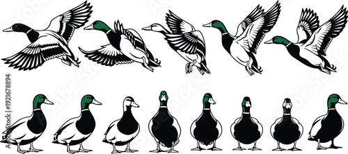 Stylized mallard duck illustrations showing flying and walking poses with detailed wing movement and standing perspectives perfect for animation design artwork