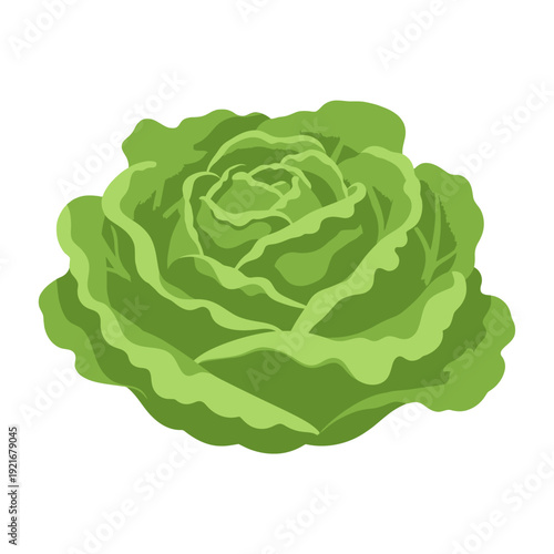 Illustration of a fresh green lettuce head for salads and recipes.