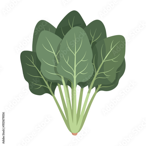 Illustration of a fresh spinach bunch with vibrant green leaves.