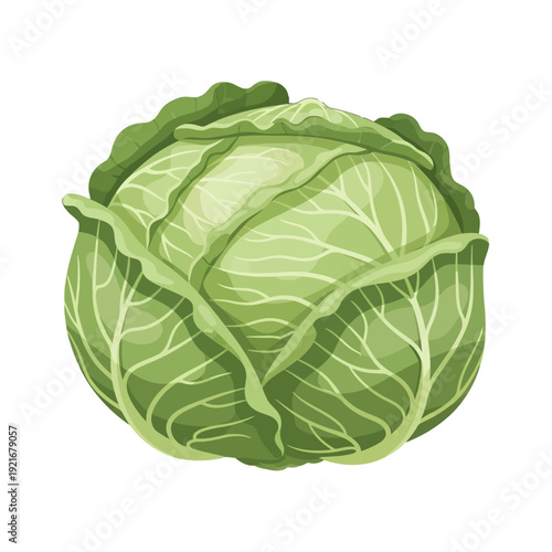 Fresh green cabbage head illustration for food and cooking.