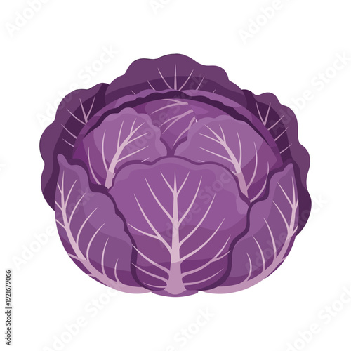Stylized illustration of a whole purple cabbage head with leaves.