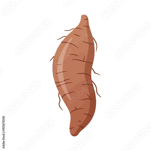 Illustration of a single raw sweet potato tuber on white background.
