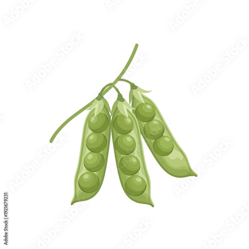 Illustration of three fresh green pea pods with peas.