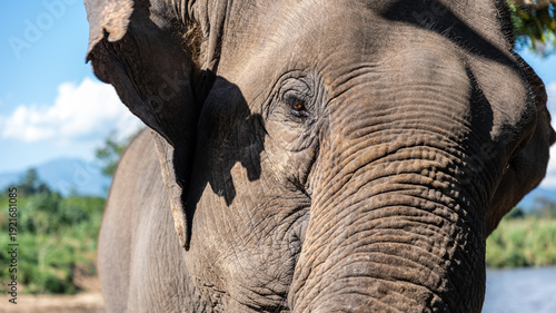Photography Close up photography of healthy, beautiful Thai elephants with strong faces and skin awaiting to welcome tourists at the Thai Elephant Conservation Center in Chiang Mai, Thailand
