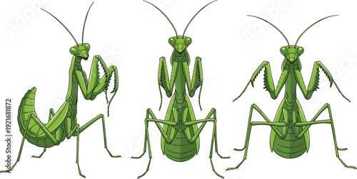 Praying Mantis Vector Illustration Set with Green Mantis Insects in Different Poses Isolated on White Background for Design