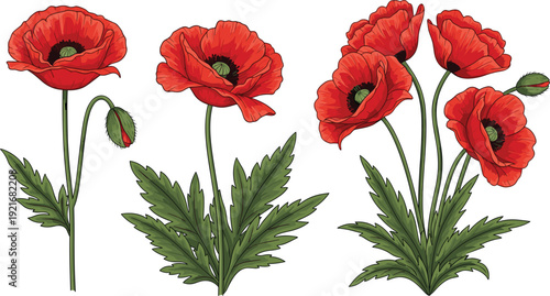 Red Poppy Flower Vector Illustration Set with Beautiful Blooming Poppies and Buds Isolated on White Background for Floral Design