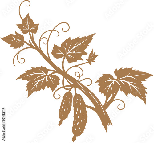 Vintage Cucumber Vine Botanical Line Art Illustration.