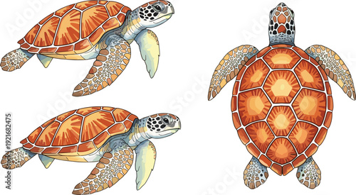 Sea Turtle Vector Illustration Set with Green Marine Turtles Swimming and Top View Isolated on White Background for Ocean Decor