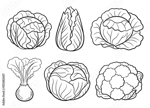 Cabbage and Cauliflower Vector Line Art Illustration